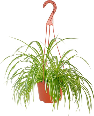 Shop Succulents planta araña frontal en maceta 6" aporta verdor decorativo fácil