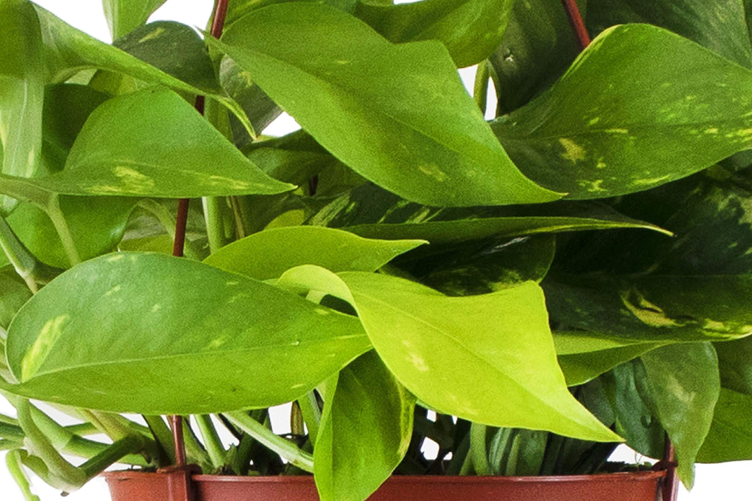 Shop Succulents Pothos Devil's Ivy primer plano de hoja variegada mostrando textura y salud