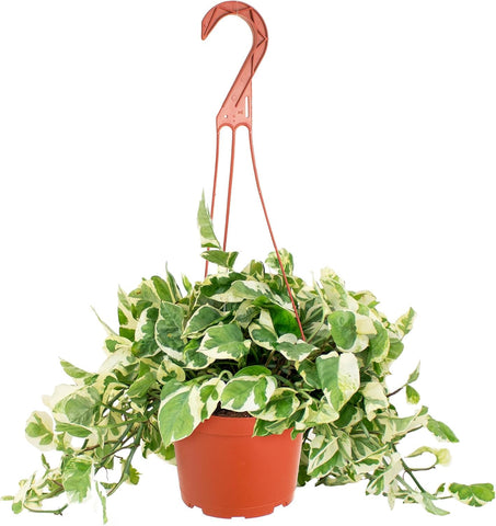 Shop Succulents Pothos vista frontal mostrando hojas variegadas y embellece espacios