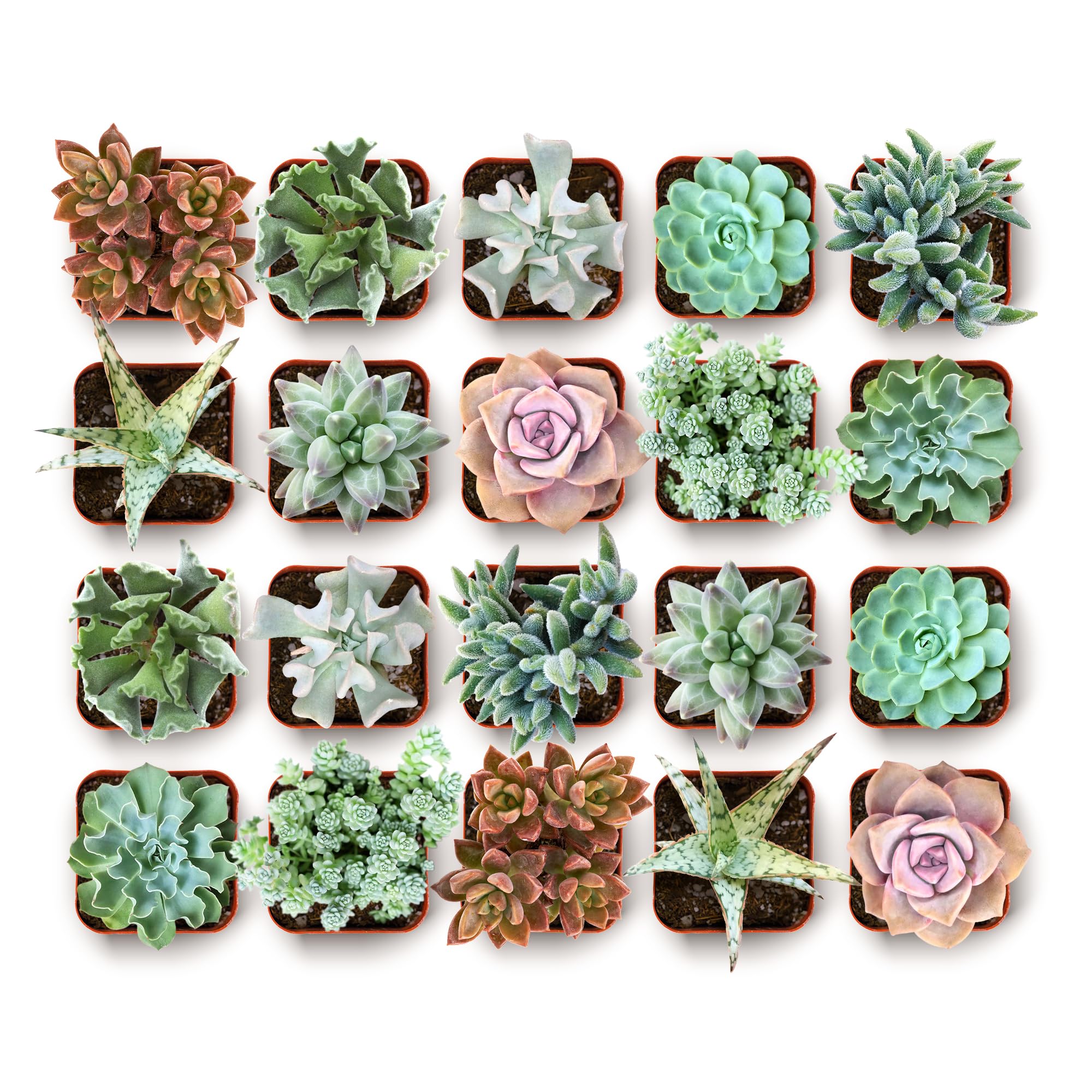 Shop Succulents vista frontal del pack costero en macetas 2" mostrando tonos marinos y decoración