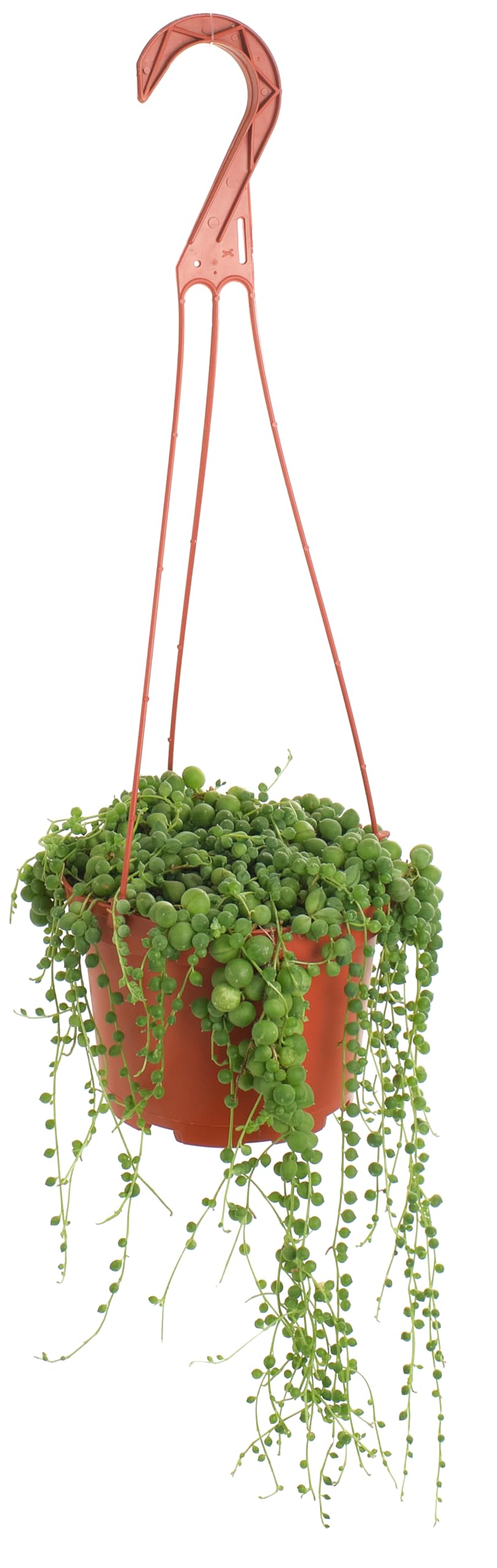 Shop Succulents vista frontal del String of Pearls mostrando cadenas colgantes decorativas y fácil mantenimiento