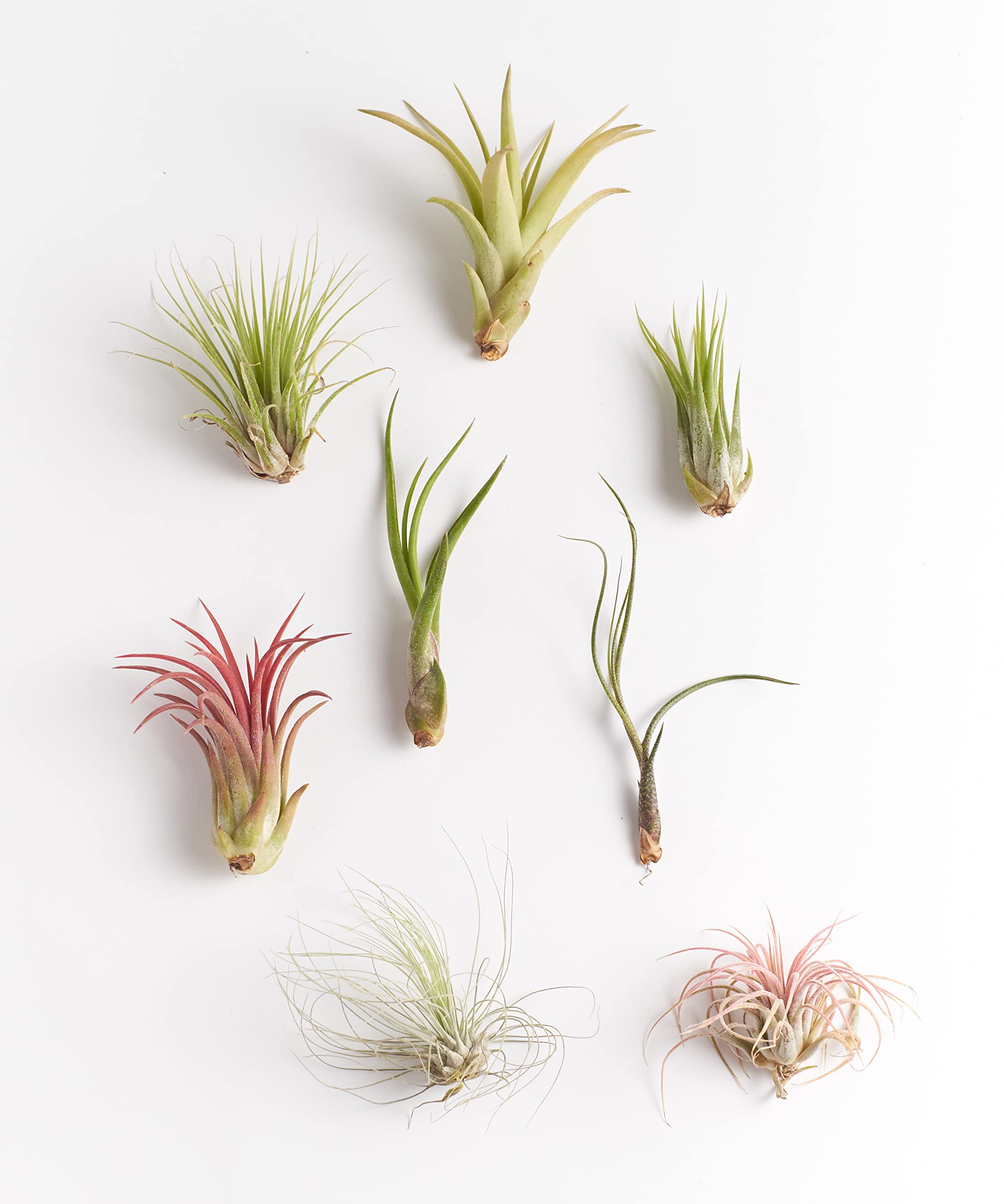 Shop Succulents detalle de textura de hojas Tillandsia mostrando tonos y forma