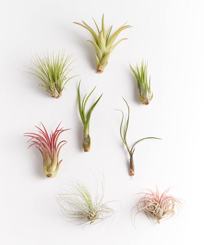 Shop Succulents detalle de textura de hojas Tillandsia mostrando tonos y forma