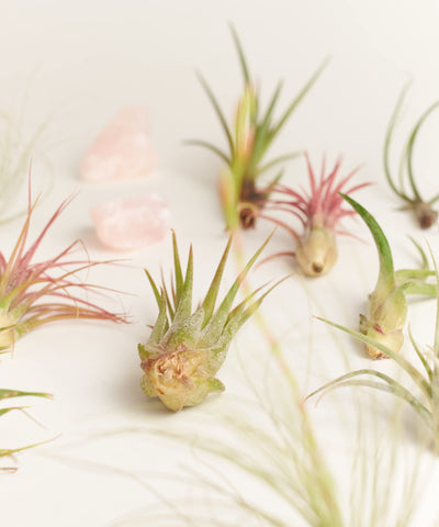 Shop Succulents primer plano hojas de Tillandsia destacando textura y conservación