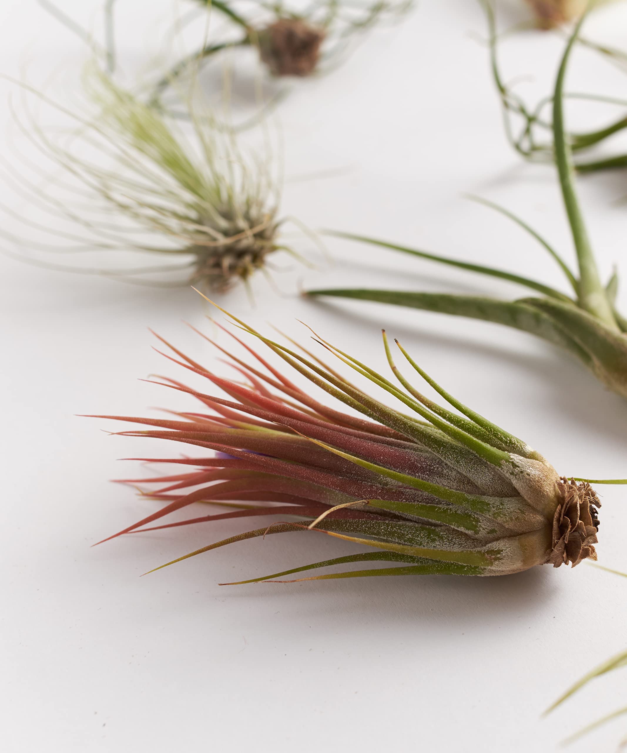 Shop Succulents terrario abierto con Tillandsia demostrando fácil montaje decorativo