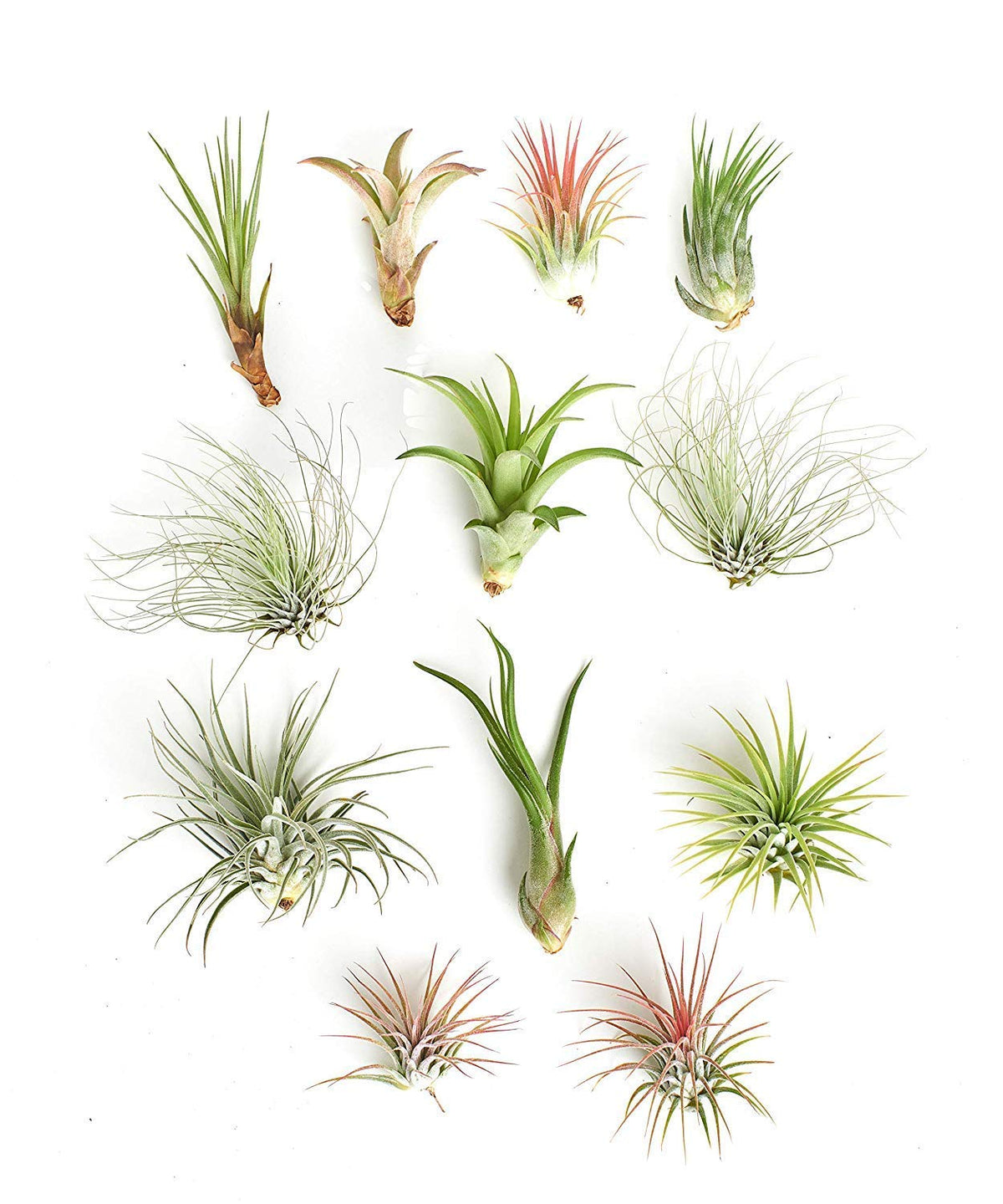 Shop Succulents pack de 12 tillandsia frente presentación, aporta decoración fácil