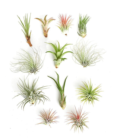 Shop Succulents pack de 12 tillandsia frente presentación, aporta decoración fácil