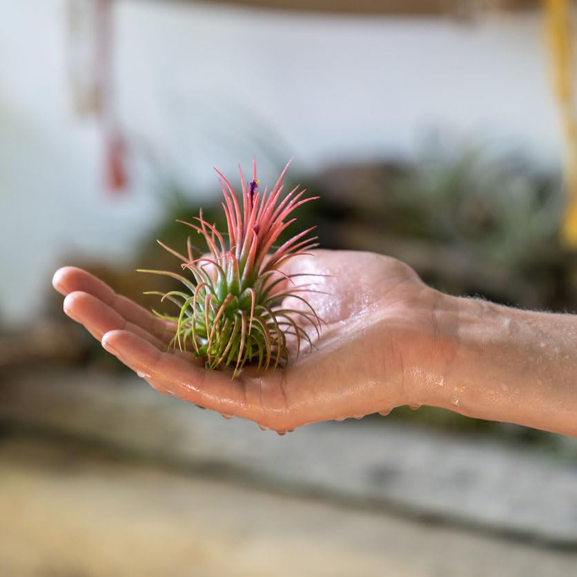 Shop Succulents Ionantha en colgante y terrario, ejemplo decorativo para interiores