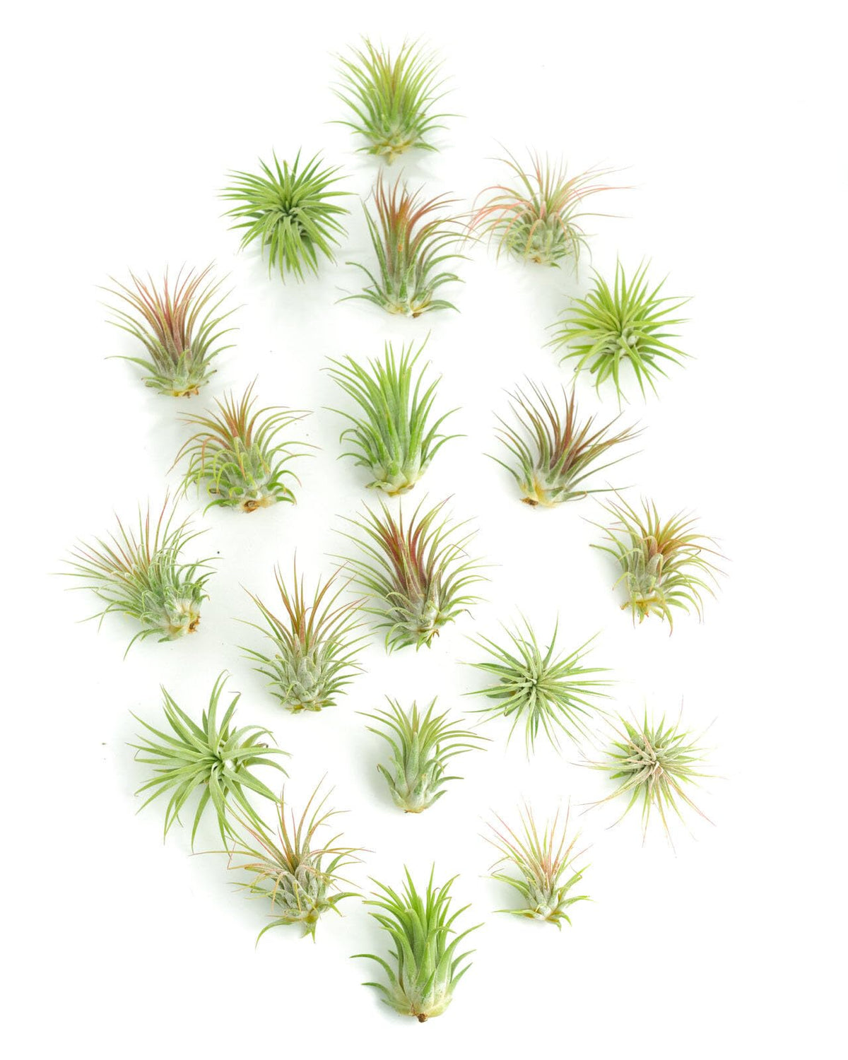 Shop Succulents Ionantha vista frontal mostrando variedad y compacto tamaño, ideal decoración