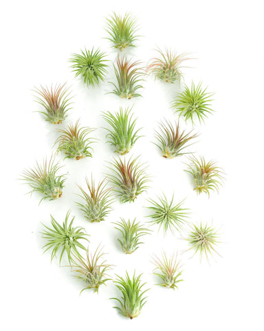 Shop Succulents Ionantha vista frontal mostrando variedad y compacto tamaño, ideal decoración