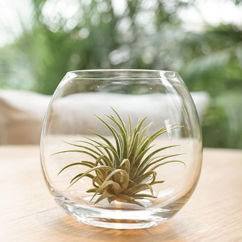 Shop Succulents Ionantha detalle de tricomas y textura foliar que facilita absorción