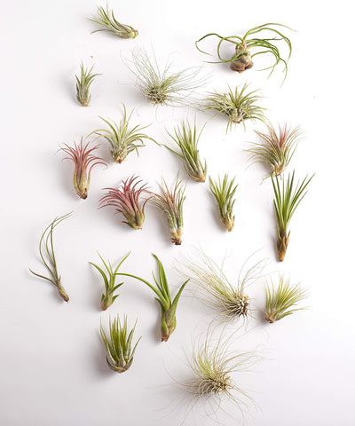 Shop Succulents empaque frontal mostrando 30 Tillandsia para decoración inmediata