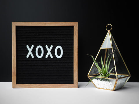 Shop Succulents mezcla de variedades de Tillandsia enseñando colores y formas