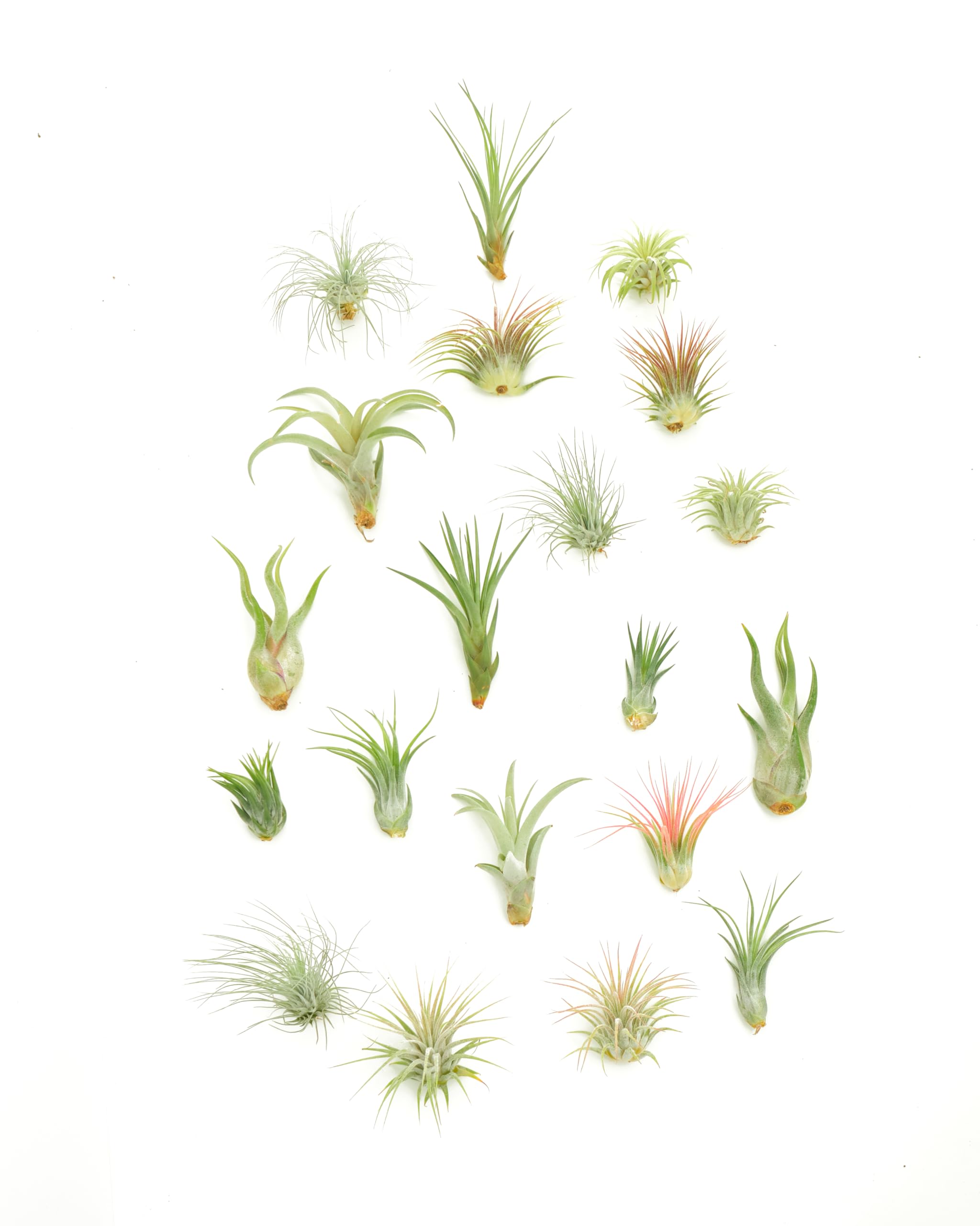 Shop Succulents vista frontal de surtido de 20 Tillandsia, variedad decorativa y fácil cuidado