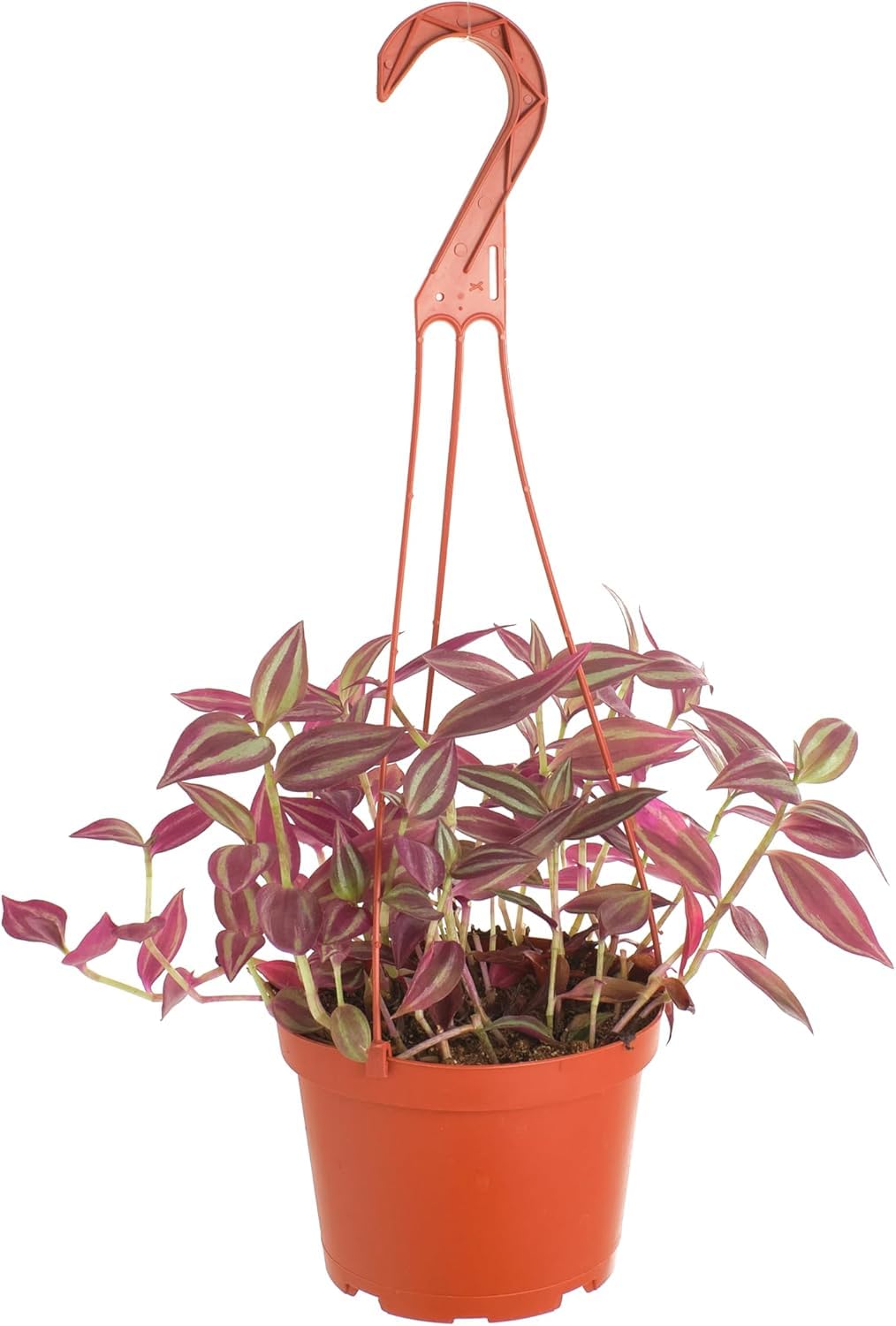 Shop Succulents Tradescantia Zebrina vista frontal en maceta de 6" realzando interiores