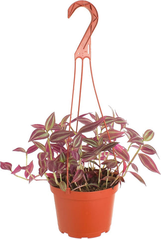 Shop Succulents Tradescantia Zebrina vista frontal en maceta de 6" realzando interiores