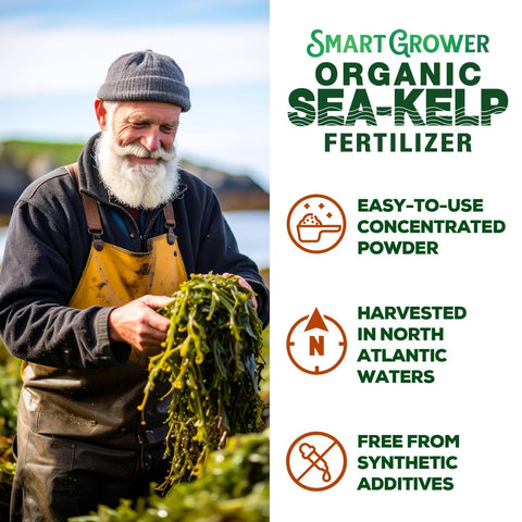 Smart Grower algas cosechadas en Maine origen frío y calidad