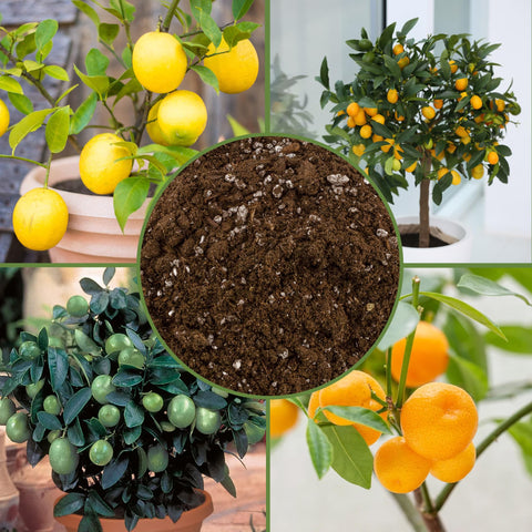 Soil Sunrise etiqueta con ingredientes naturales para confianza del cultivador