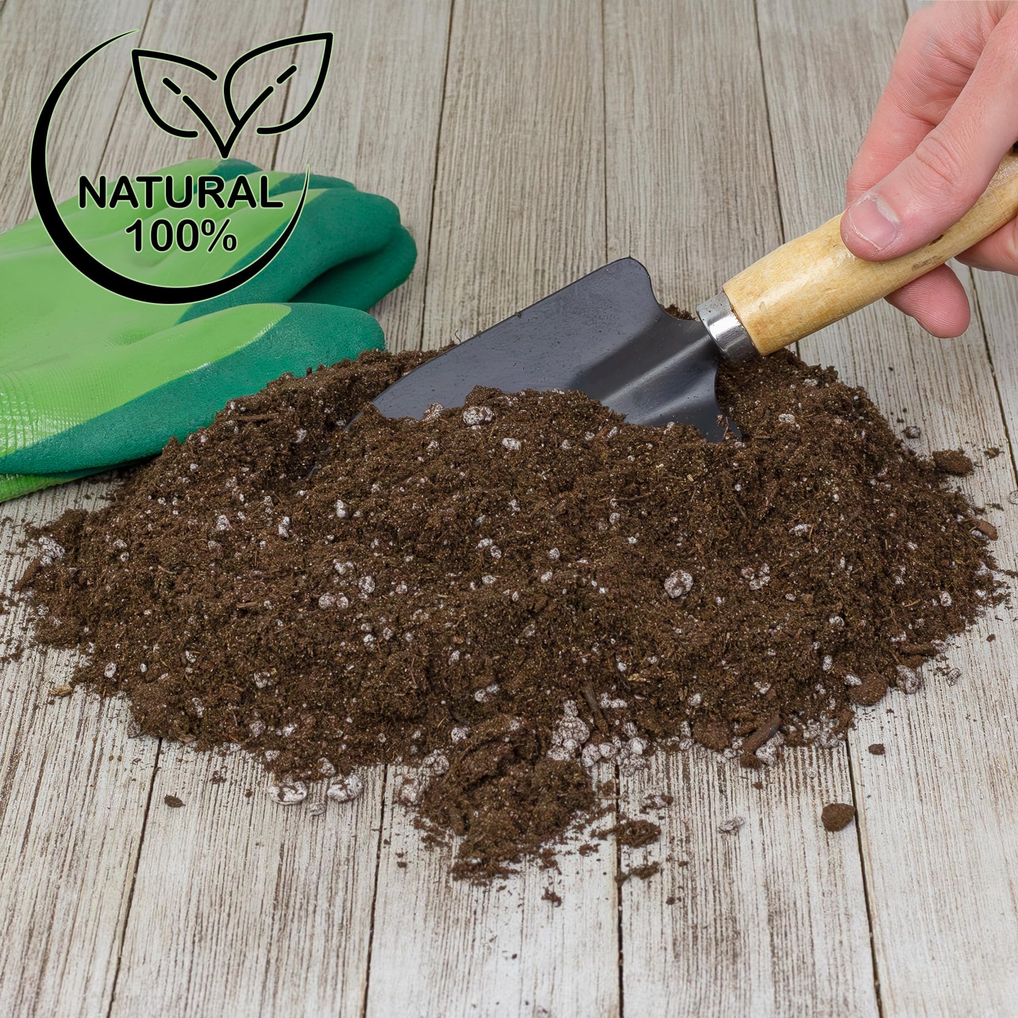 Soil Sunrise limonero en interior plantado con sustrato para buena floración