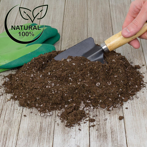 Soil Sunrise limonero en interior plantado con sustrato para buena floración