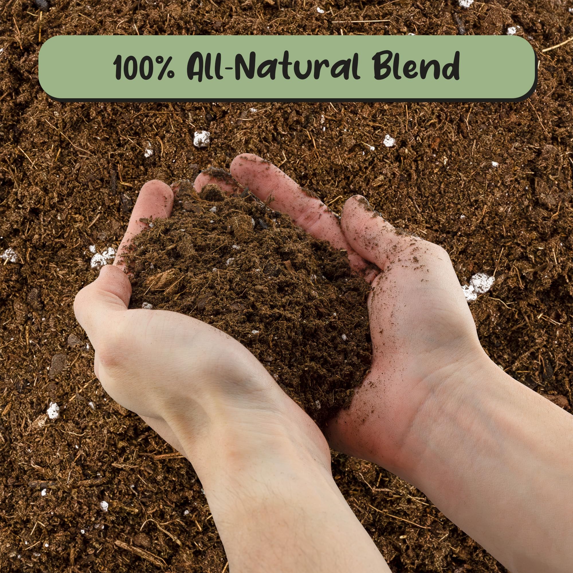Soil Sunrise mezcla en maceta con Monstera establecida, favorece crecimiento saludable
