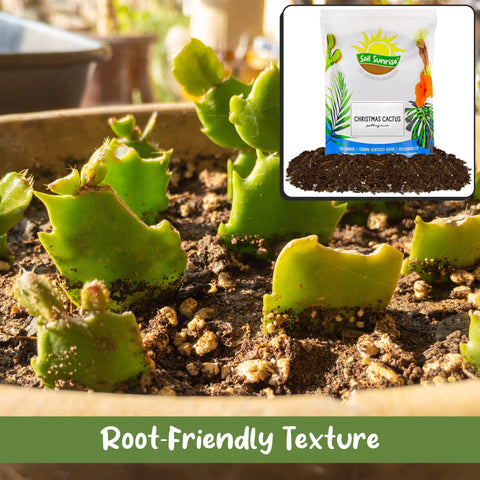Soil Sunrise mezcla en maceta con cactus florecido, soporte para floración