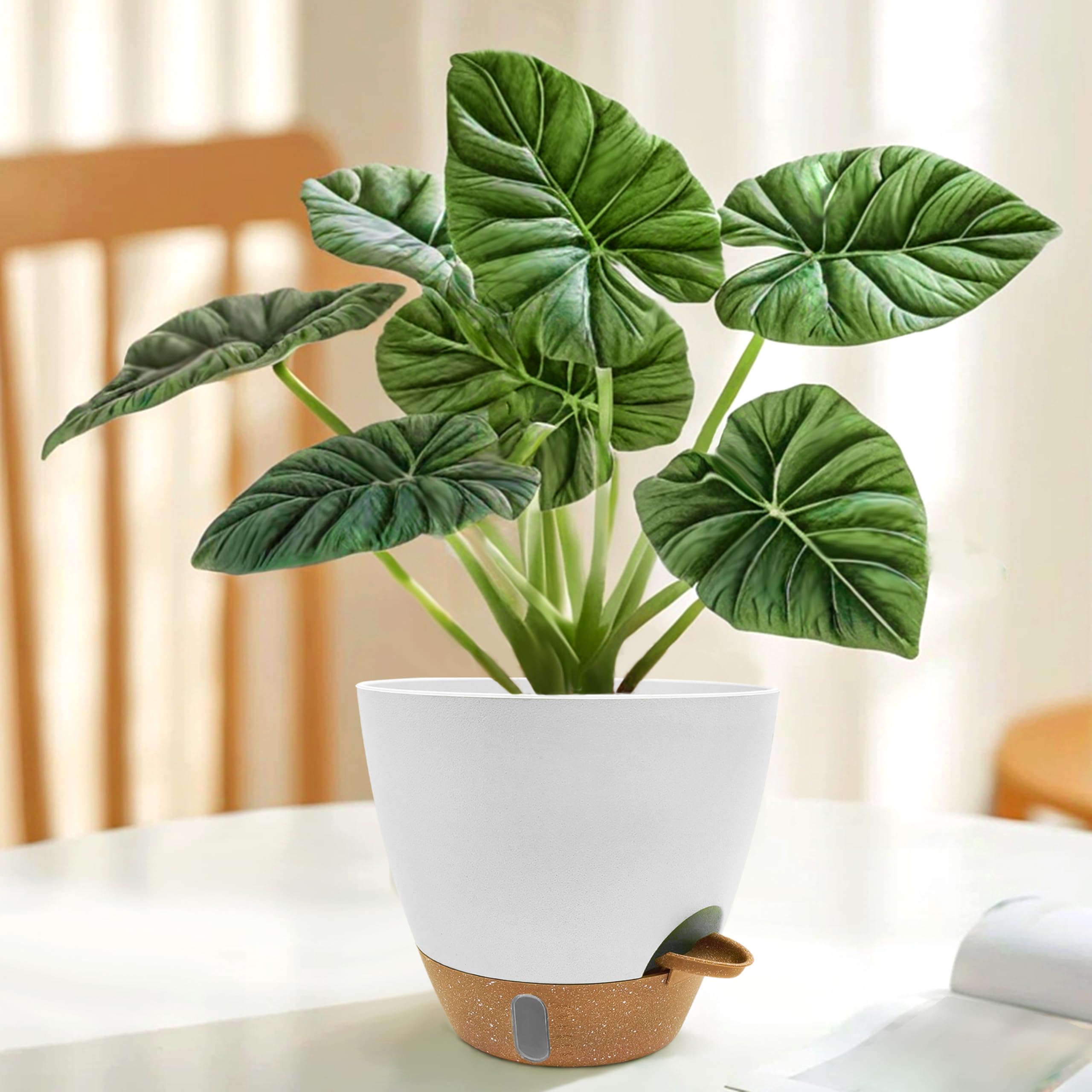 SORANGEUN comparación de tamaños con plantas mostrando uso recomendado