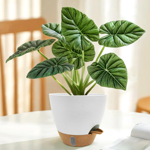 SORANGEUN comparación de tamaños con plantas mostrando uso recomendado