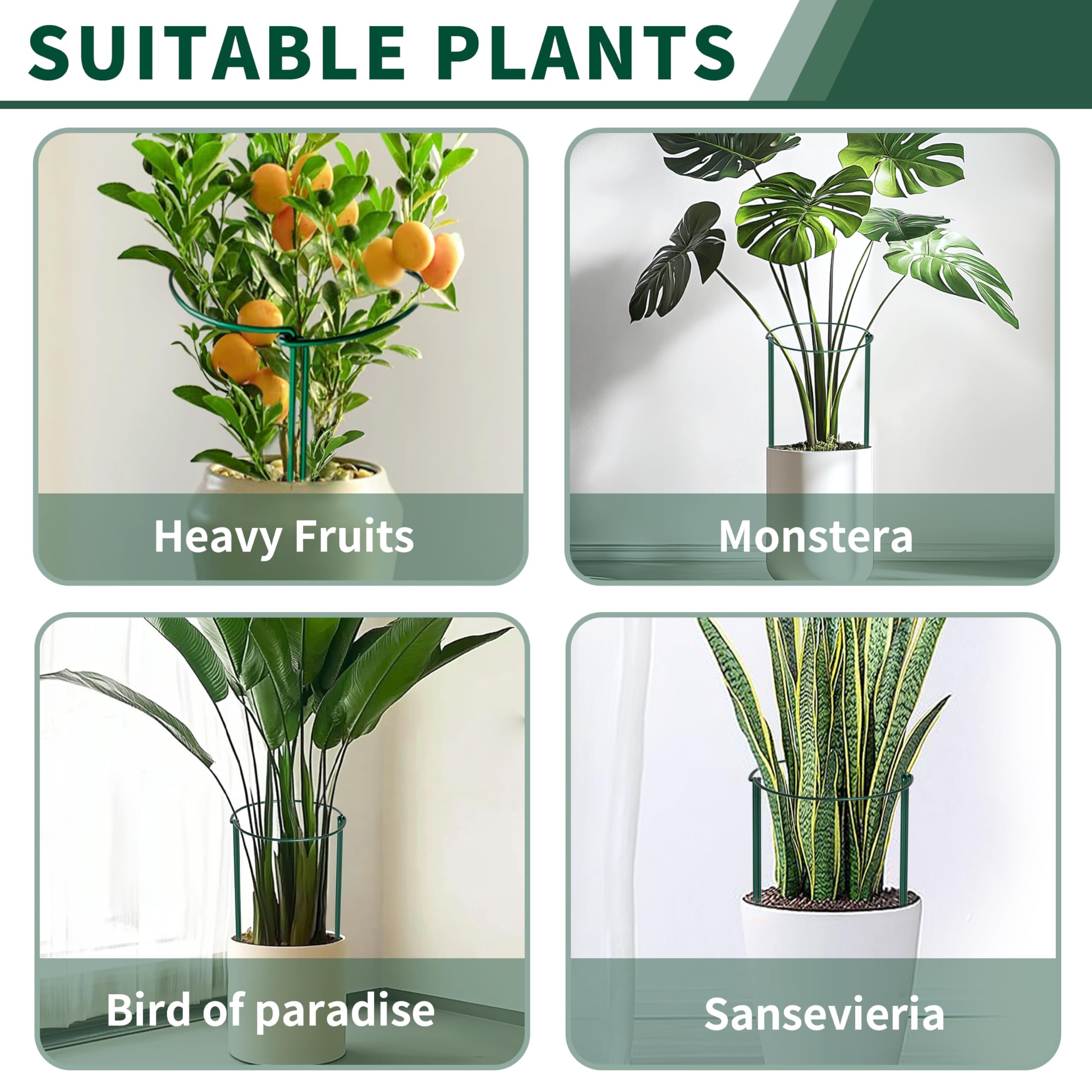 SORANGEUN estilo de vida en jardín con plantas erguidas y aspecto profesional
