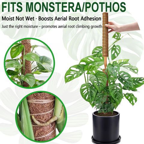 Soupiar estilo interior con planta trepadora, aporta decoración natural y soporte