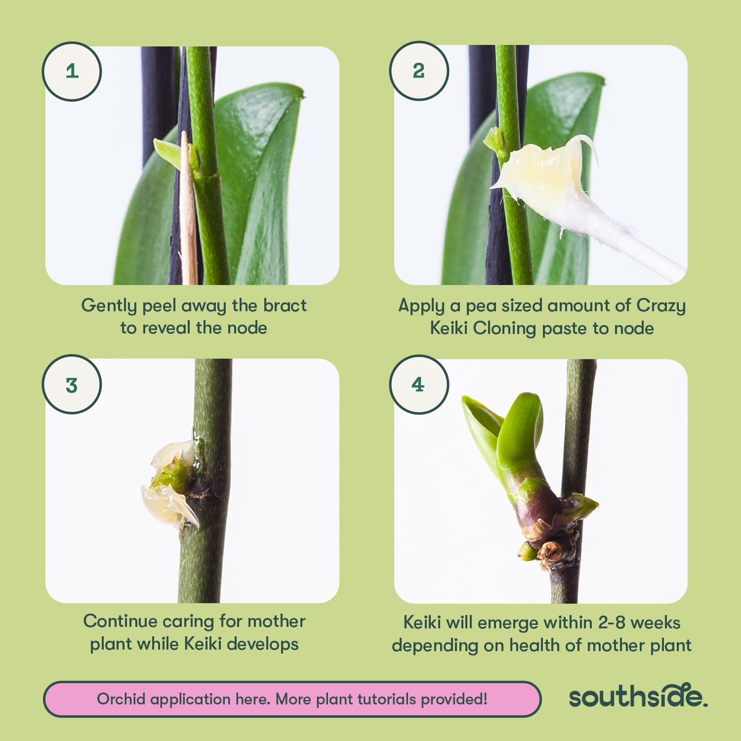 Southside Plants keiki en desarrollo indicando potencial de floración