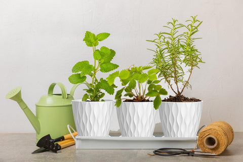 SQKH maceta en mano para comparar tamaño y facilitar elección para plantas pequeñas