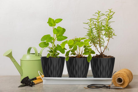 SQKH maceta en uso con suculentas demostrando cultivo ordenado y ahorro de espacio