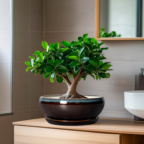 SQOWL maceta junto a manos para comparar tamaño y visualizar escala