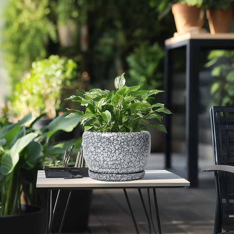 SQOWL maceta junto a planta para comparar tamaño y proporción