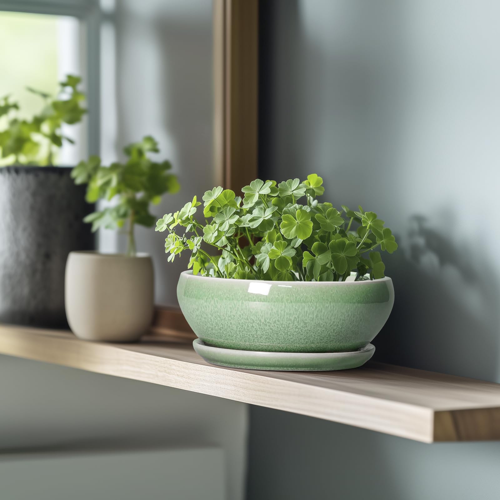 SQOWL maceta con suculenta plantada, luz natural resalta planta y diseño