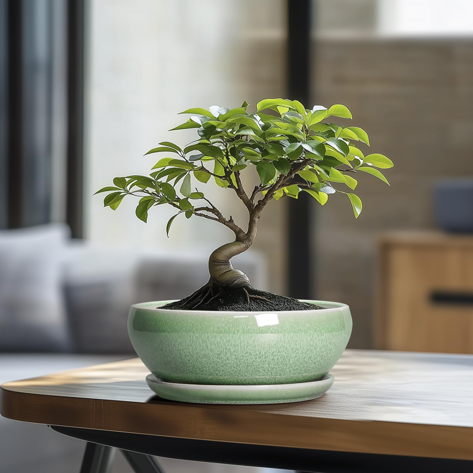 SQOWL vista superior que muestra agujero de drenaje, protege raíces por exceso agua