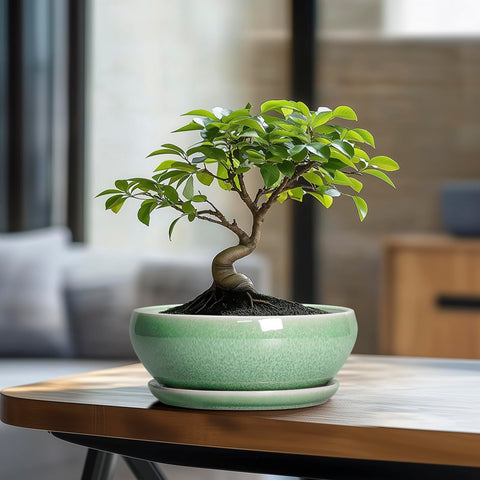 SQOWL vista superior que muestra agujero de drenaje, protege raíces por exceso agua