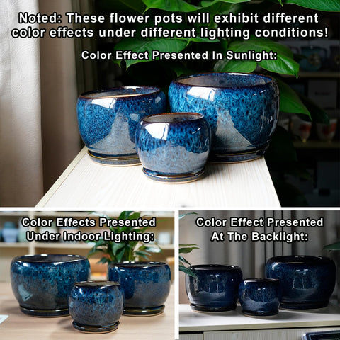 SQOWL maceta con suculenta demuestra uso y planta saludable