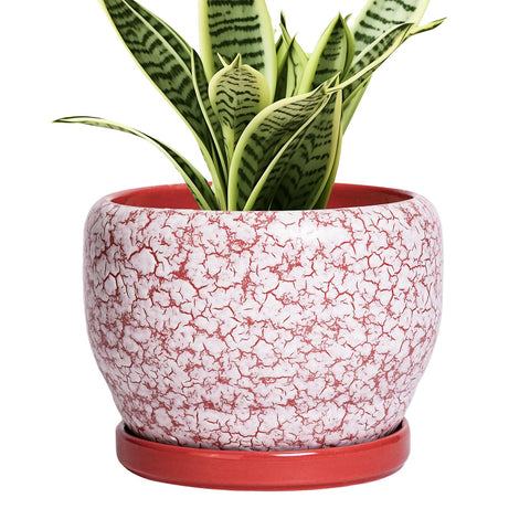SQOWL maceta cerámica frontal rojo y blanco, añade estilo inmediato