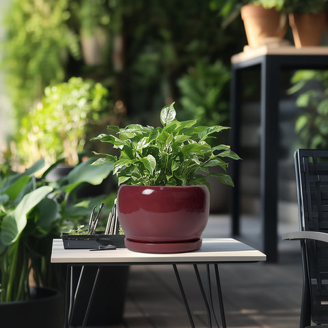 SQOWL maceta junto a regla para comparar tamaño y escoger la planta adecuada