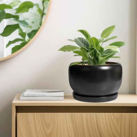 SQOWL maceta con monstera, realza la planta y la decoración