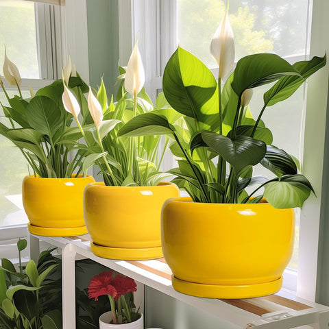 SQOWL maceta con planta en escritorio ofreciendo un toque decorativo práctico