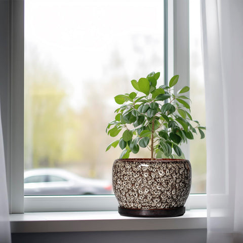 SQOWL maceta ambientada en escritorio para decorar oficina y mejorar ambiente