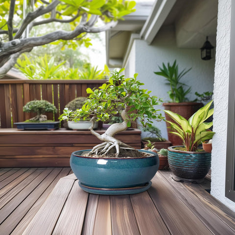 SQOWL maceta en uso con bonsái para aspecto decorativo natural