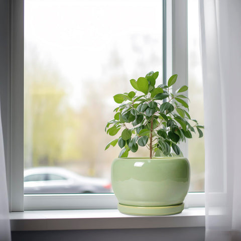 SQOWL maceta con planta en escritorio aportando decoración práctica