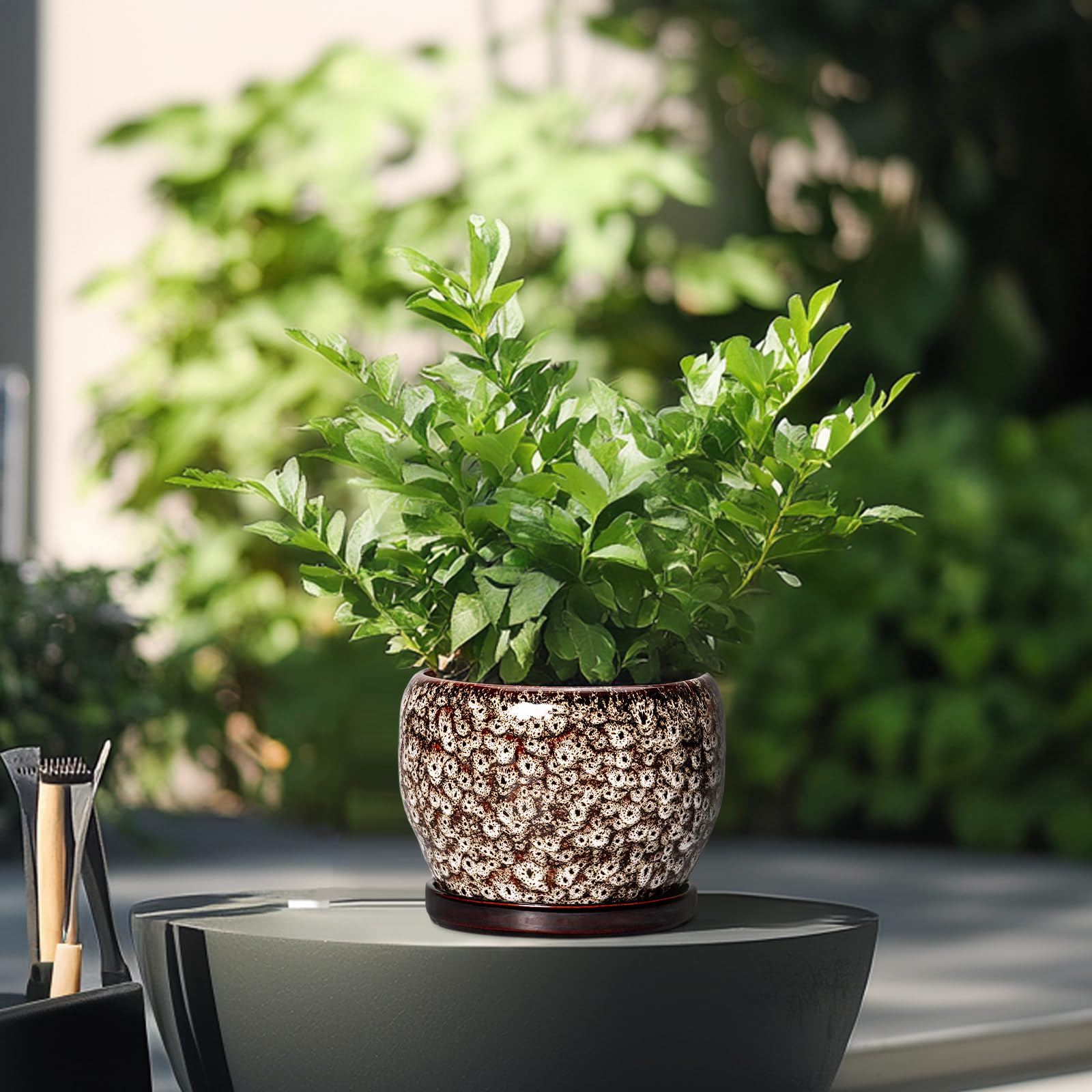 SQOWL maceta en escritorio, mejora estética y organiza plantas