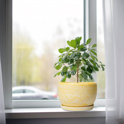SQOWL maceta en escritorio con planta, aporta decoración y funcionalidad