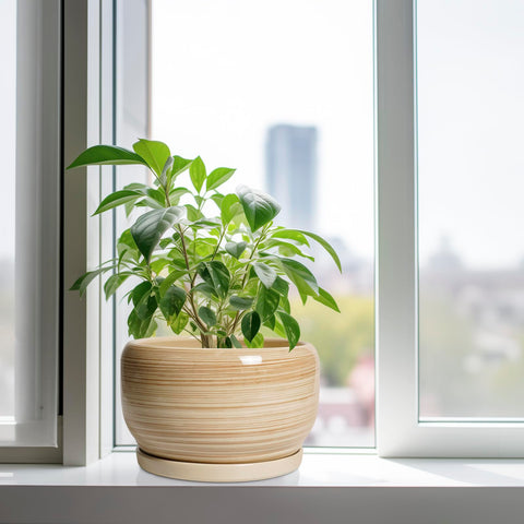 SQOWL maceta en salón con planta, aporta decoración y mejora ambiente