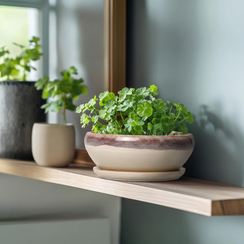 SQOWL maceta en uso con suculenta saludable realzando decoración interior